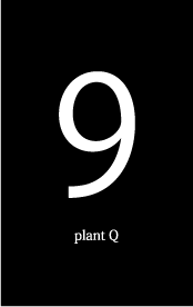 plant Q